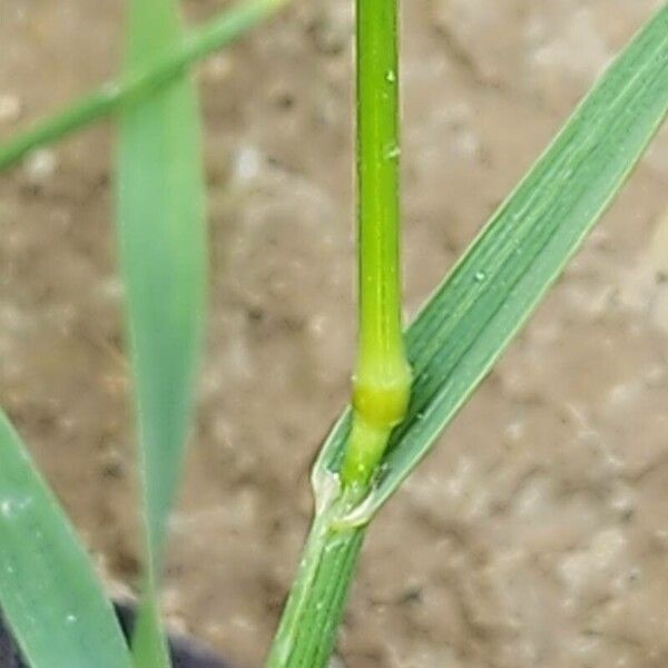 Bromus racemosus Bark