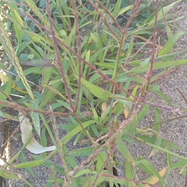 Digitaria sanguinalis Habitat