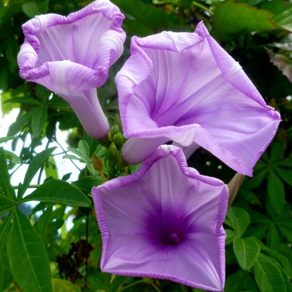 Ipomoea mauritiana ফুল