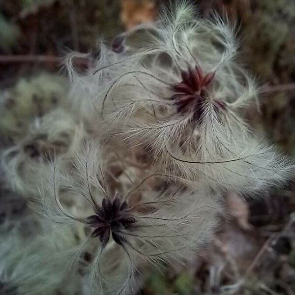 Clematis vitalba Fruit