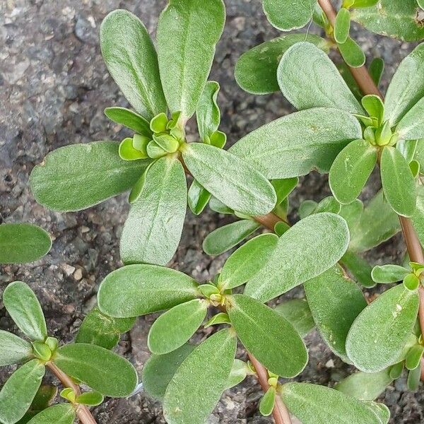 Portulaca oleracea برگ