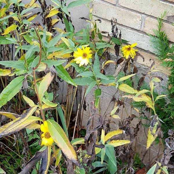 Helianthus × laetiflorus 形態