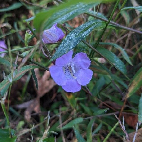 Agalinis purpurea Kvet