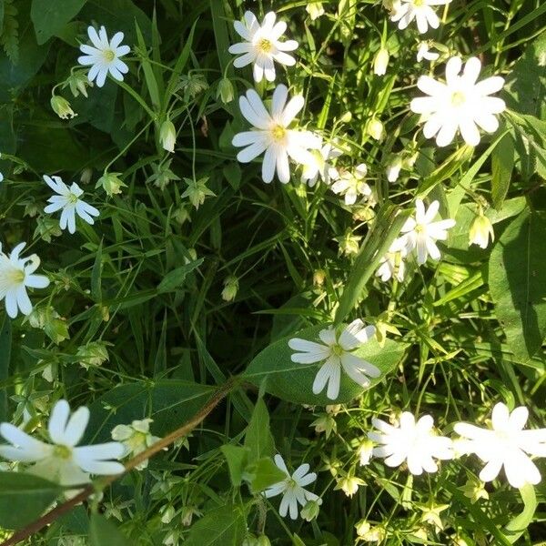 Stellaria holostea Flower