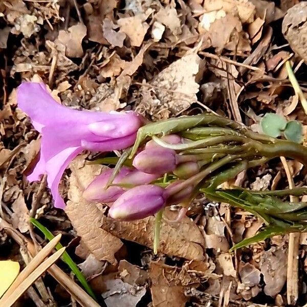 Cardamine pentaphyllos Flower