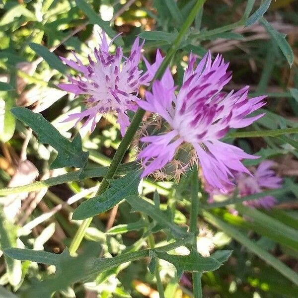 Centaurea aspera Blodyn