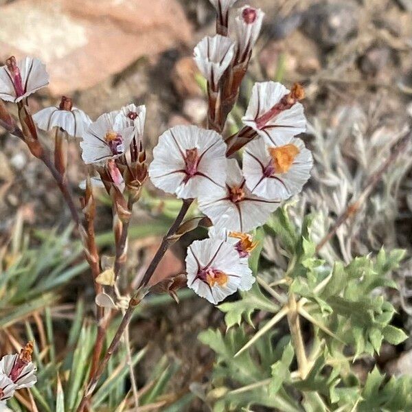 Acantholimon libanoticum Virág