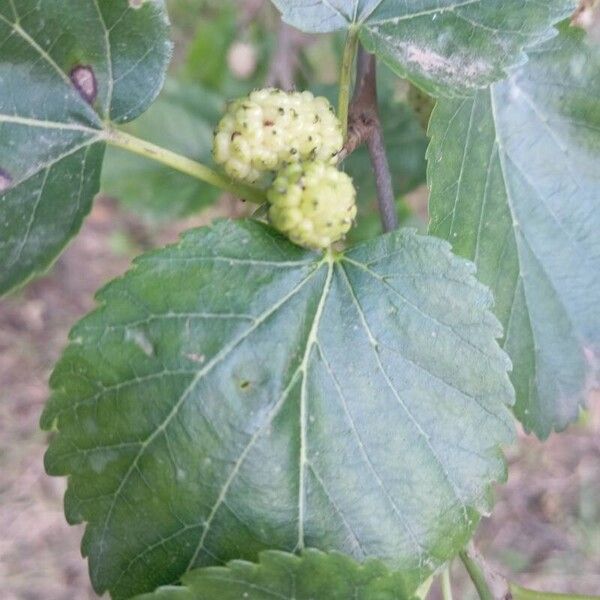 Morus nigra Leaf