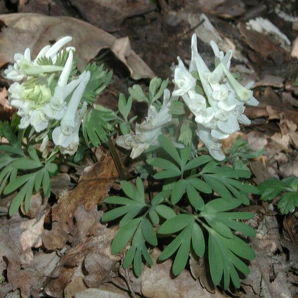 Corydalis solida Квітка