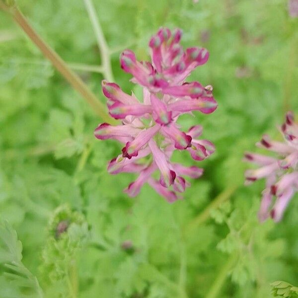 Fumaria officinalis Flower