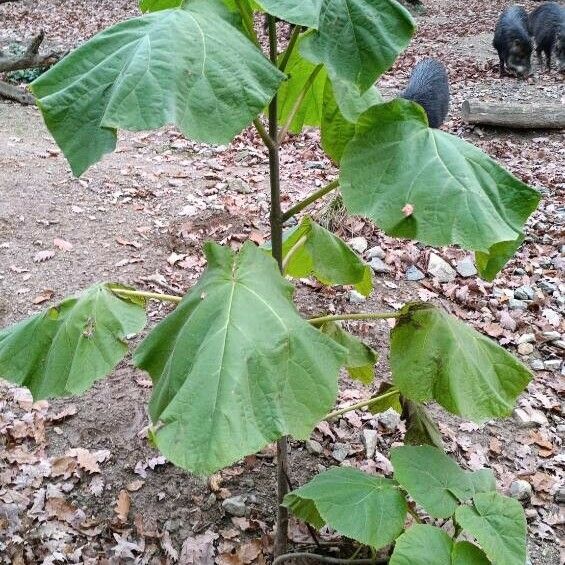 Paulownia tomentosa Leaf