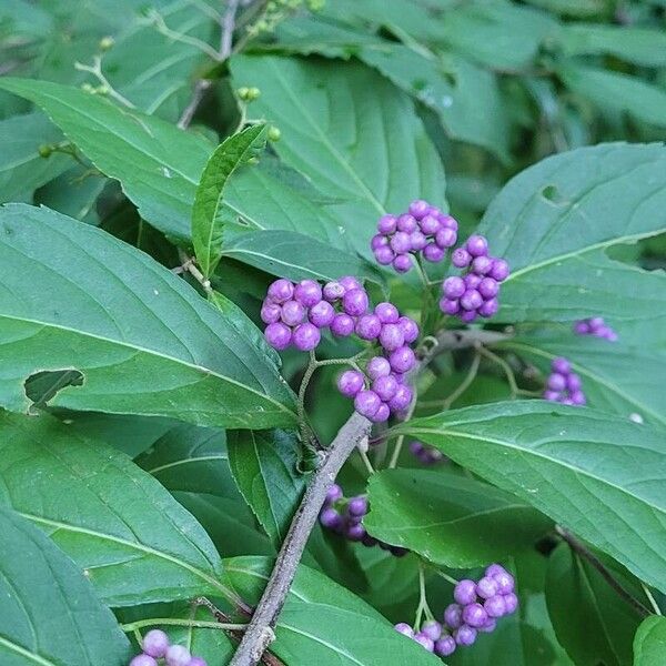 Callicarpa americana Φρούτο