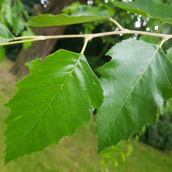 Betula nigra Leaf