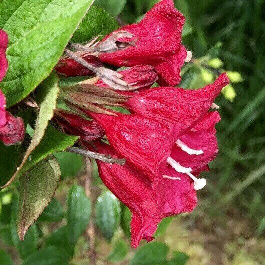 Weigela florida Žiedas