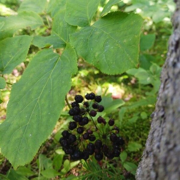 Aralia nudicaulis برگ