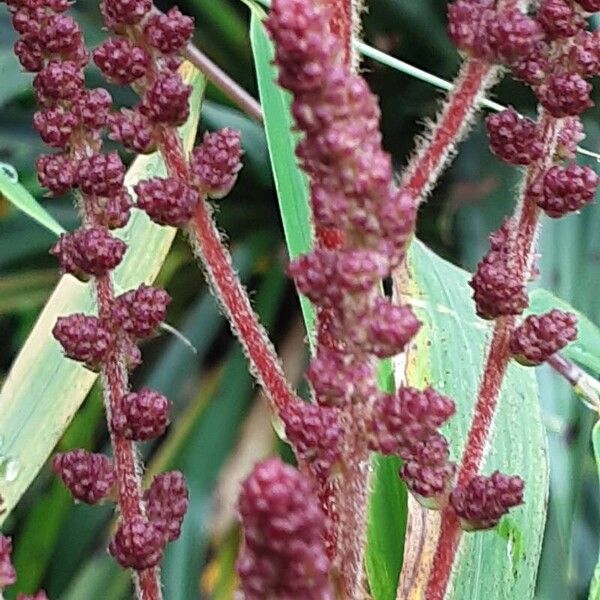 Astilbe japonica Flower