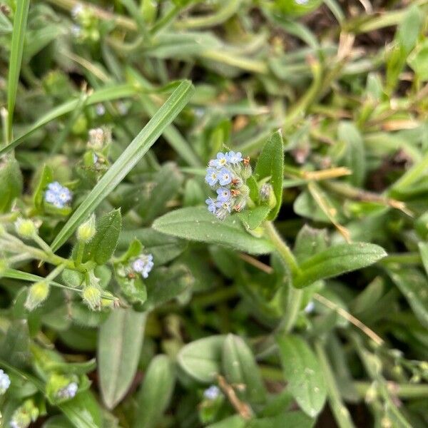 Myosotis stricta Flor