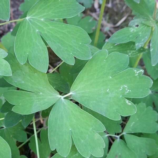 Aquilegia formosa 叶