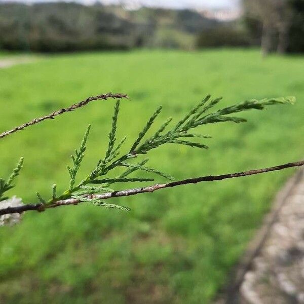 Tamarix africana Levél