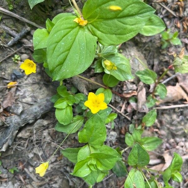 Lysimachia nemorum Цвят