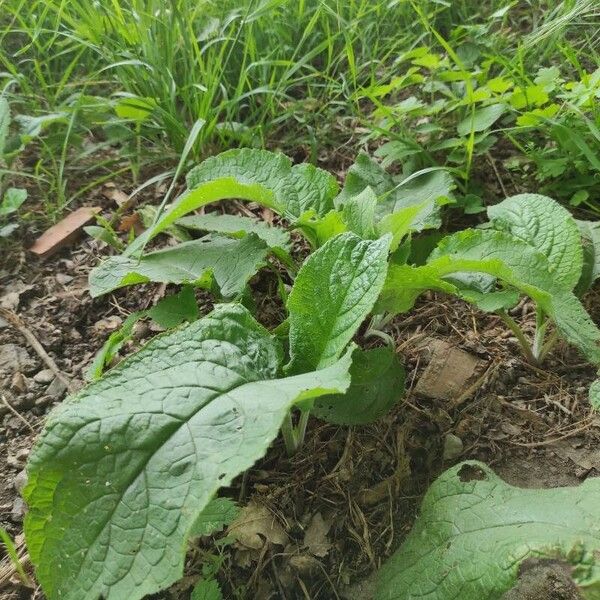 Pentaglottis sempervirens Vekstform