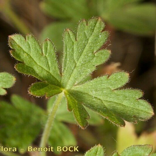 Geranium divaricatum Leaf