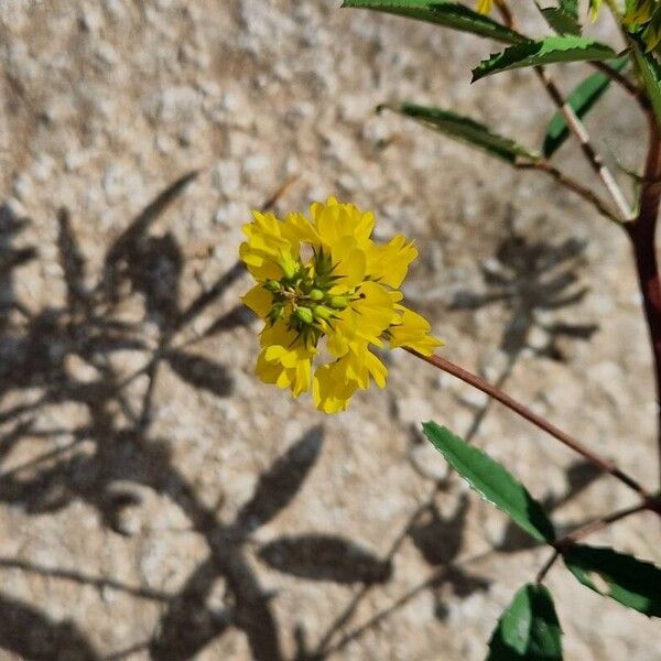 Trigonella esculenta Flower