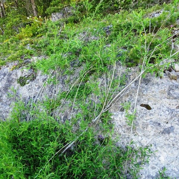 Salix purpurea Habit