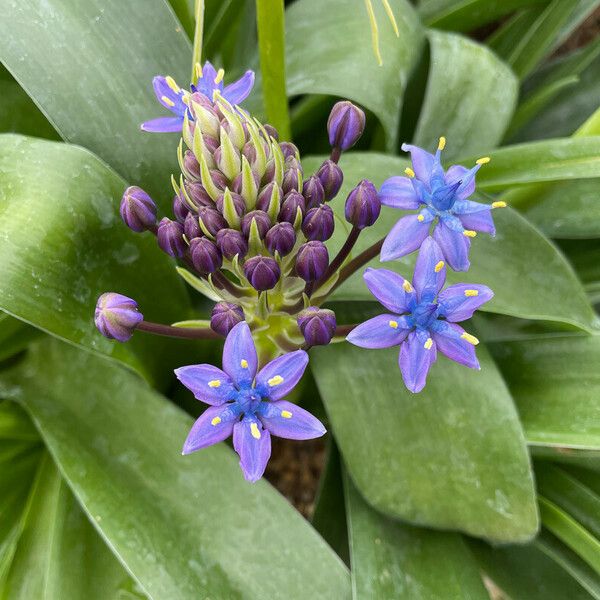 Scilla peruviana Flors