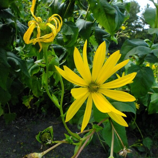 Silphium perfoliatum Blomma