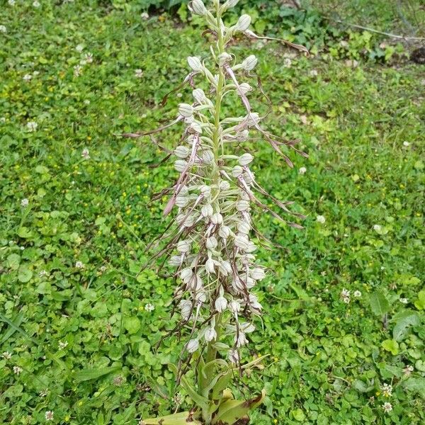 Himantoglossum hircinum Habitus