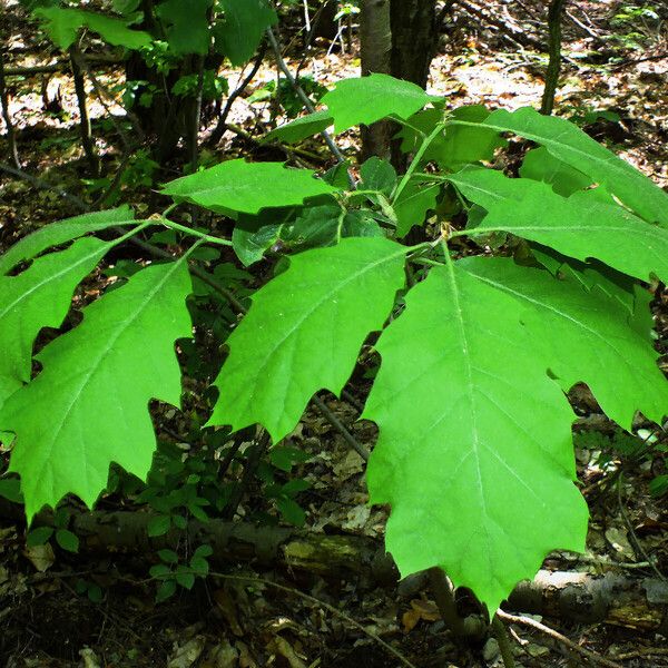 Quercus rubra Blad