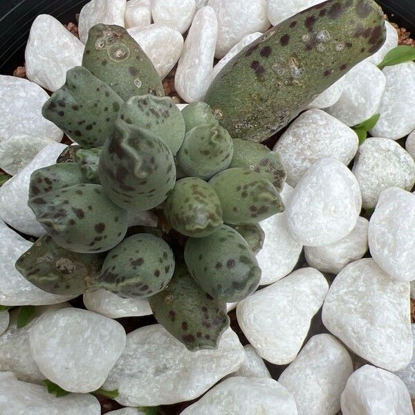 Adromischus cooperi Yaprak