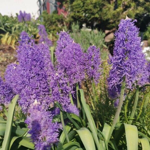 Camassia leichtlinii Květ