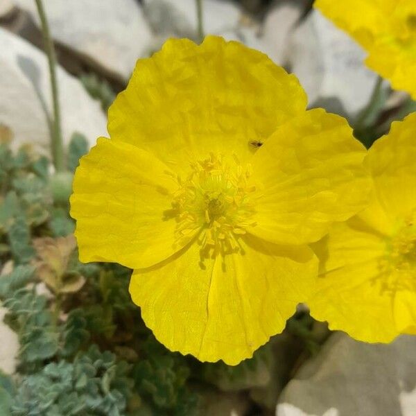 Papaver alpinum 花