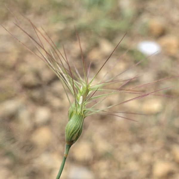 Aegilops neglecta Ovoce