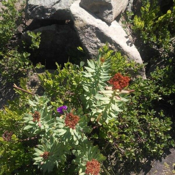 Rhodiola integrifolia ᱵᱟᱦᱟ