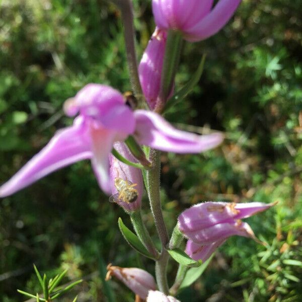 Cephalanthera rubra പുഷ്പം