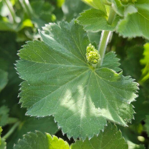 Alchemilla mollis Лист