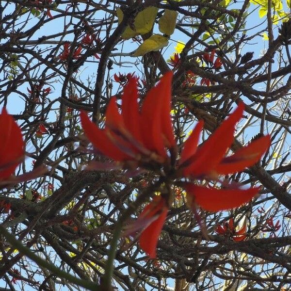 Erythrina variegata Blüte