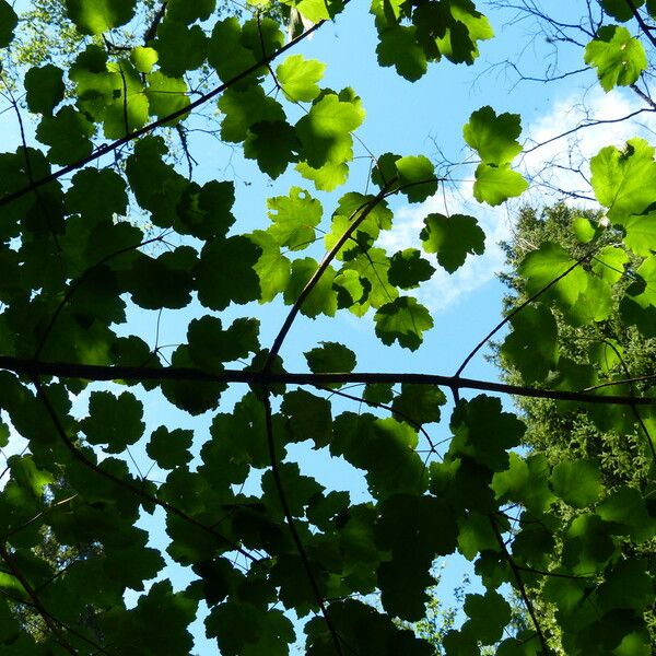 Acer opalus Feuille