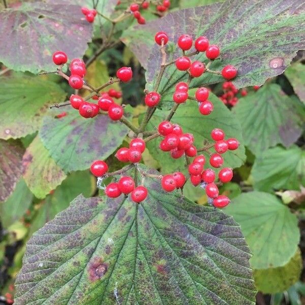 Viburnum dilatatum Плод