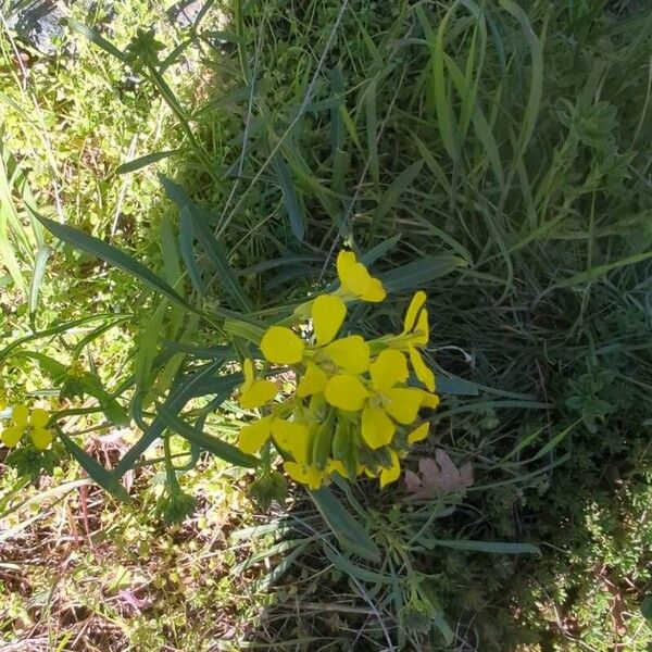 Erysimum odoratum 花