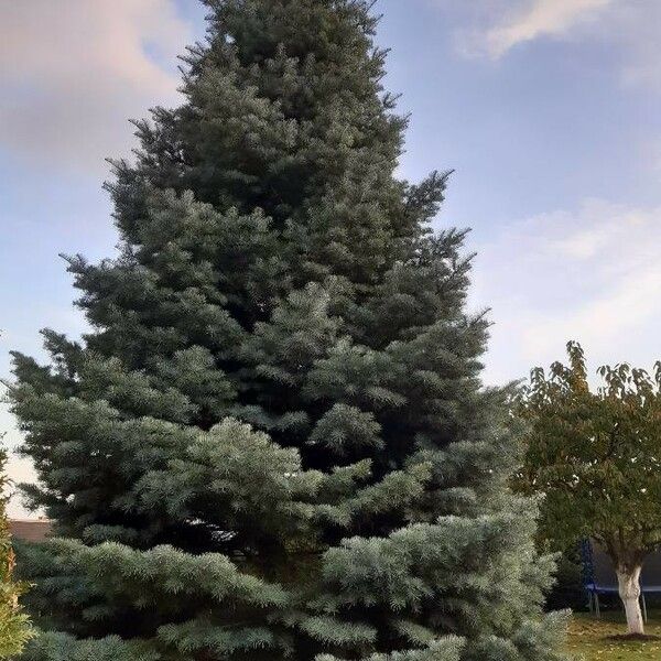 Abies concolor Natur