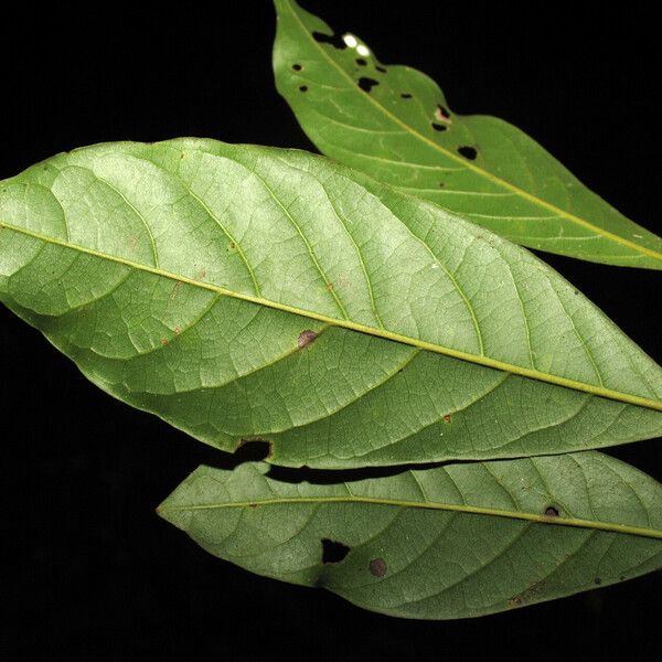 Ocotea floribunda Leaf