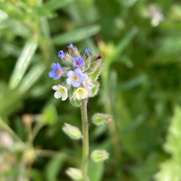 Myosotis discolor Flower