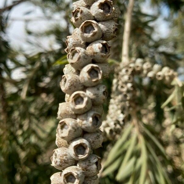 Melaleuca viminalis Fruit