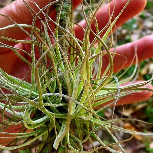 Tillandsia recurvata Leaf