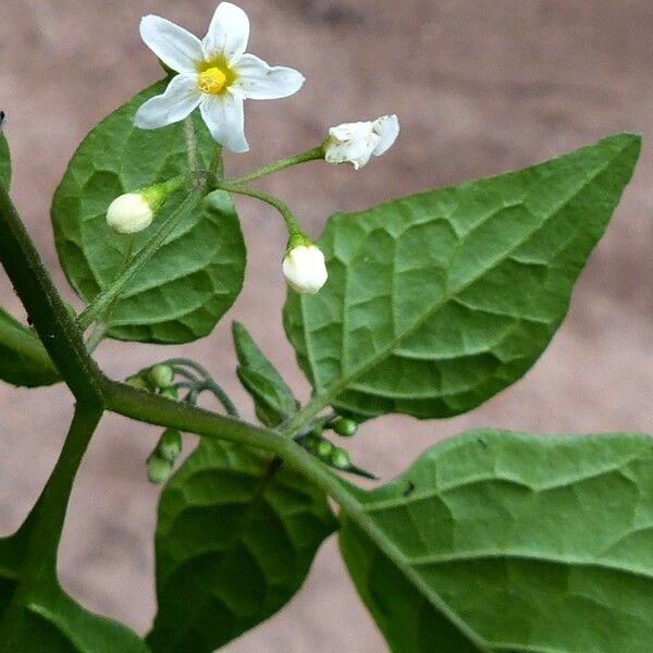 Solanum americanum Flower