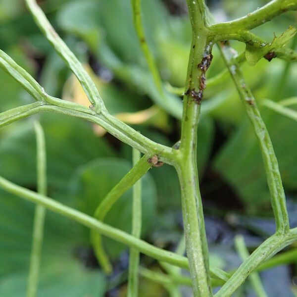 Ceratopteris cornuta Leaf